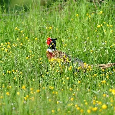 ベッド・アンド・ブレックファスト Al Ponte